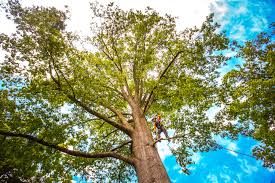 Best Hazardous Tree Removal  in Ellettsville, IN